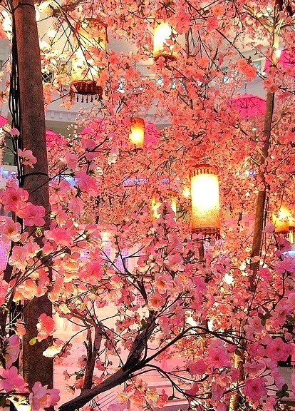 Cherry Blossom Lanterns, Sakura, Japan