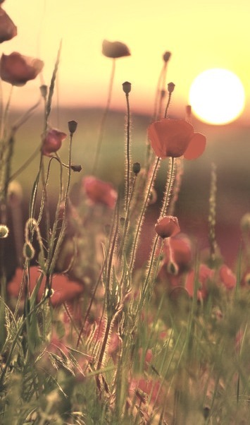 Poppy Field Sunset, France