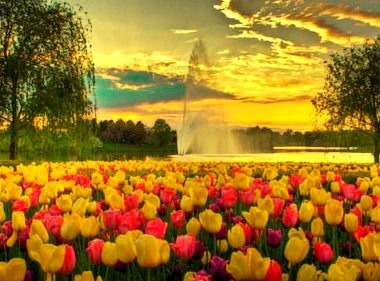 Spring Tulips, Chicago Botanic Garden, Glencoe, Illinois 