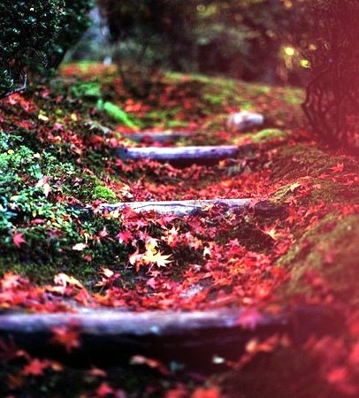 Forest Path, Japan