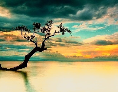 Sunset Tree, The Philippines