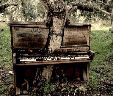 Piano Tree, Monterey, California