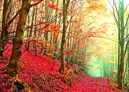Red Forest Path, Italy