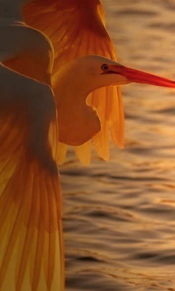 Egret at Sunset, Pismo Beach, California 