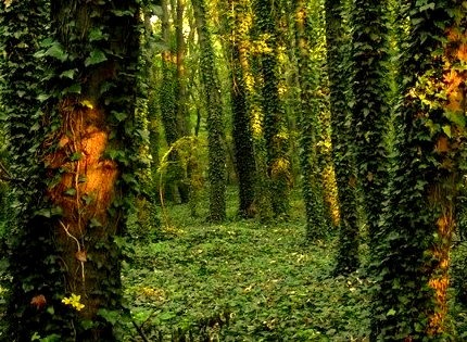 Ivy Forest, Tata, Hungary