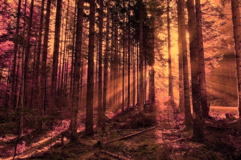 Sun Ray Forest, Hungary